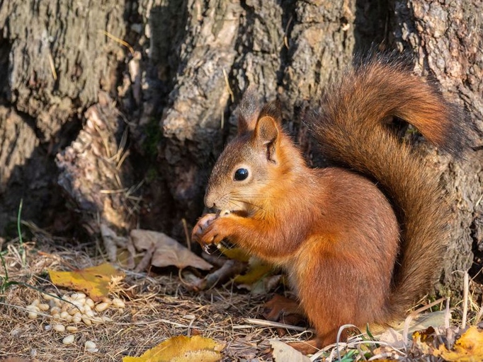 Squirrels have long, furry tails and are proficient climbers.