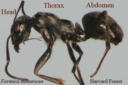 The ant's exoskeleton is covered in tiny pores that secrete chemicals used to communicate with other ants.
