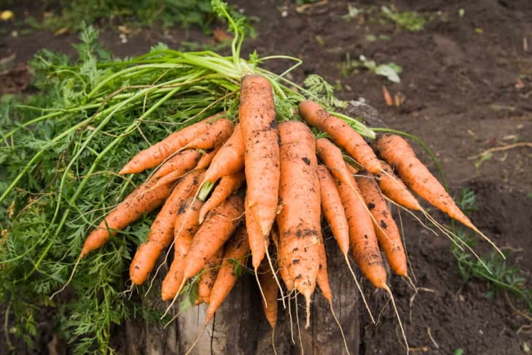 The article provides tips on how to store carrots so they do not split.