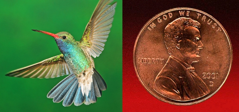 The average hummingbird only weighs about 2.5 grams, which is about the same as a penny.