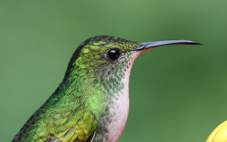 The average lifespan of a hummingbird is 3-5 years, but some have been known to live up to 12 years.