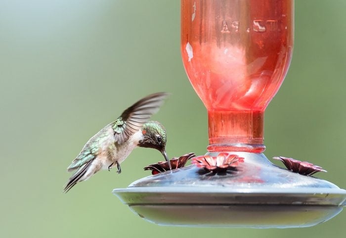 The most important factor in attracting hummingbirds is the type of feeder and nectar you use.