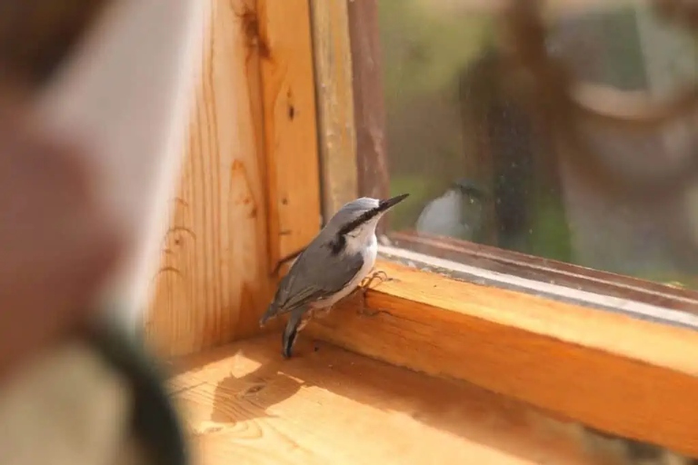 There are a few reasons why birds might enter your garage: they could be seeking shelter from the weather or predators, looking for food, or mistake your garage for their home.