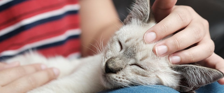 There are a few reasons your cat may sleep in the bathroom, including feeling safe and secure, enjoying the warmth of the sun, or finding the perfect spot to relax.