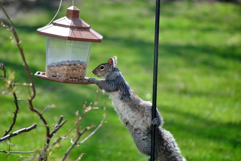There are a few things you can do to keep squirrels away from your property, including removing potential food sources and using squirrel-proof bird feeders.