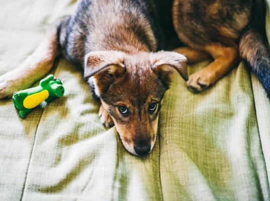 There are a number of behavior problems that can lead a dog to poop on a bed, including separation anxiety, boredom, and attention-seeking.