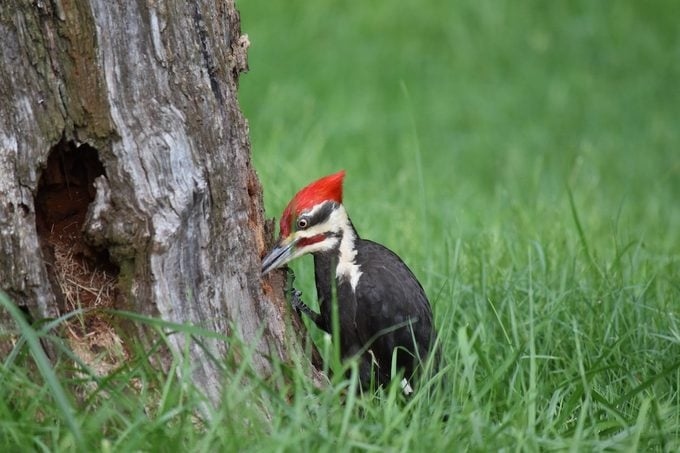 There are four reasons a woodpecker might be pecking on your gutters: because they're attracted to the sound, because they're looking for food, because they're trying to make a nest, or because they're trying to communicate.