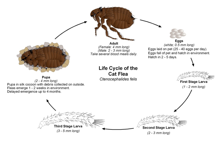 There are many factors that contribute to why fleas might bite one person more than another.
