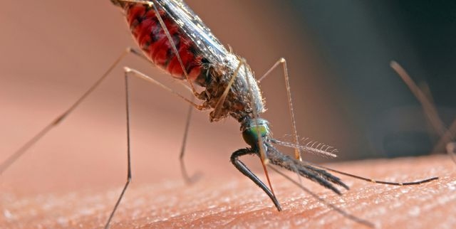 There are many ways to get rid of mosquitoes, but not all of them are safe.