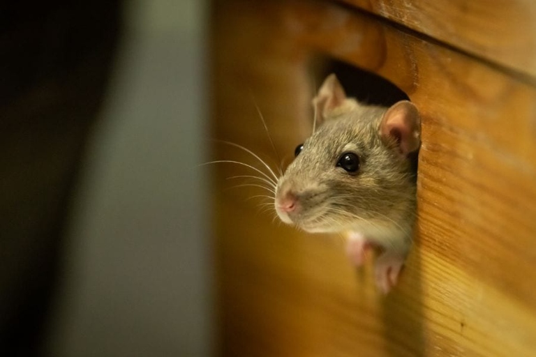 There are many ways to keep mice out of your home, and aluminum foil is just one of them.