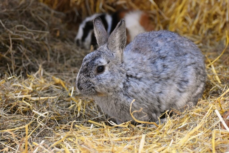 There are several types of rabbit bedding that can attract mice, such as straw, hay, and wood shavings.
