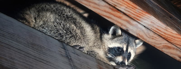 There are several ways to keep raccoons away, including making sure there is no food available, sealing off entry points, and using repellents.