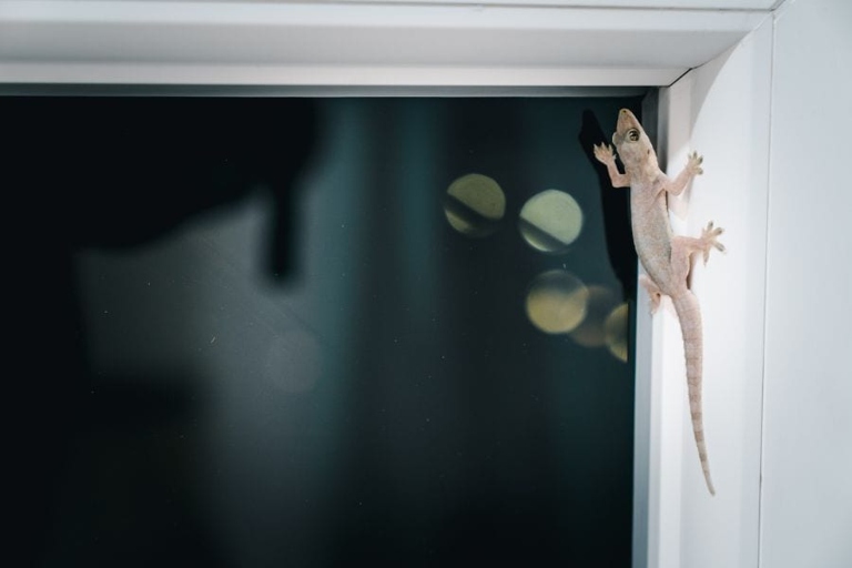 To keep lizards out of your house, start by fixing any screens that are torn or have holes.