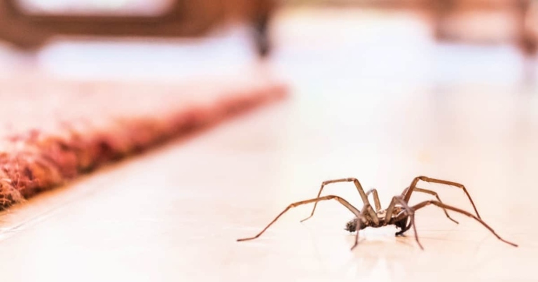 To keep spiders away, be sure to clean your room thoroughly.