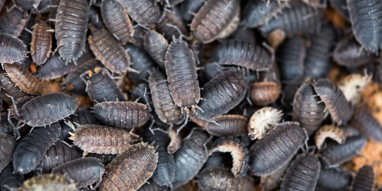 To prevent a woodlice infestation, keep your house clean and free of clutter.