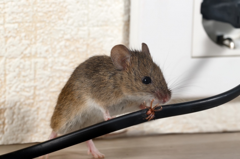 To prevent mice from coming into your home, seal any cracks or holes on the outside of your home and keep food stored in airtight containers. Mice are looking for a warm place to nest and will often enter homes through small cracks and holes.
