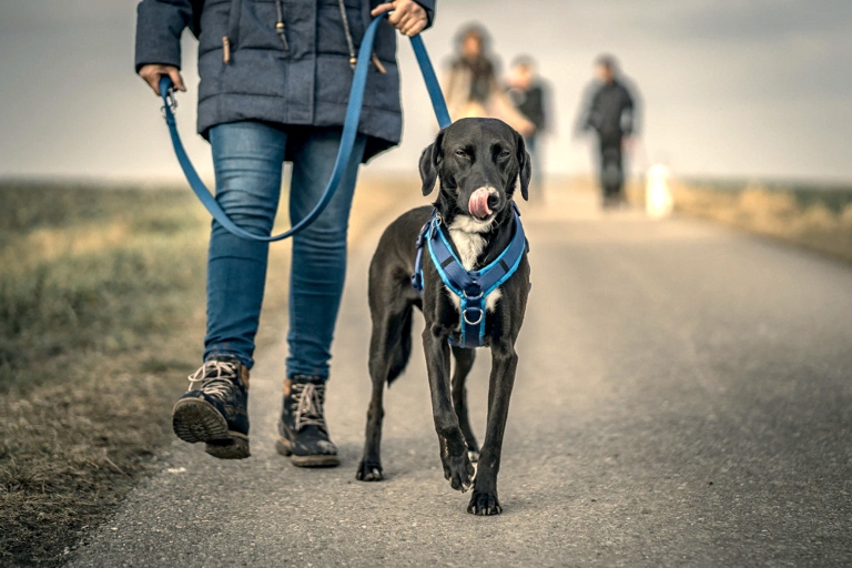 While dog collars are essential for keeping your pup safe on walks and runs, be sure to take them off when your dog is home.