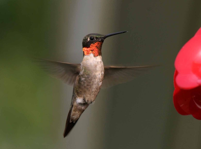 While hummingbirds are able to fly at high speeds and hover in place, they are not able to walk.