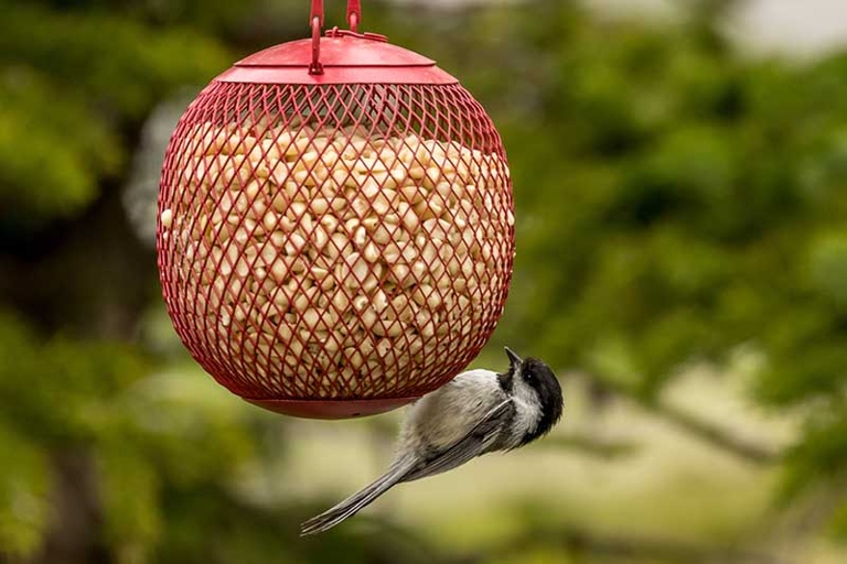 Yes, different shapes of feeders are available.