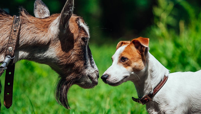 Yes, dogs can have goat's milk, but it is important to consult with a veterinarian beforehand to make sure it is the right choice for your dog.