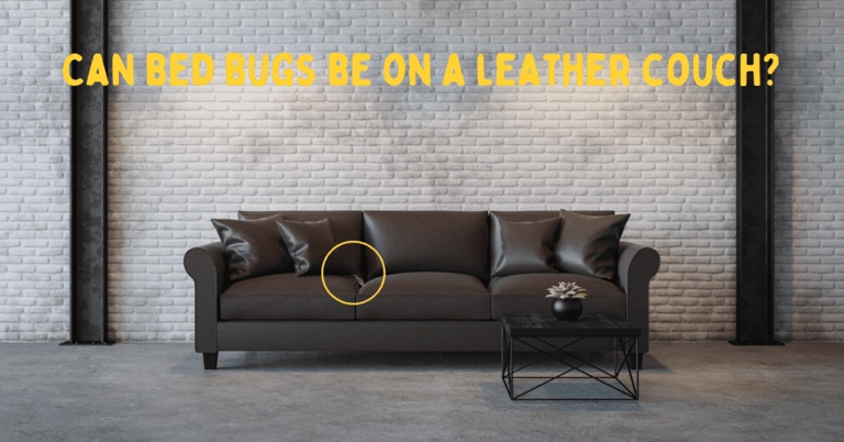 Yes, mites can live in leather couches.