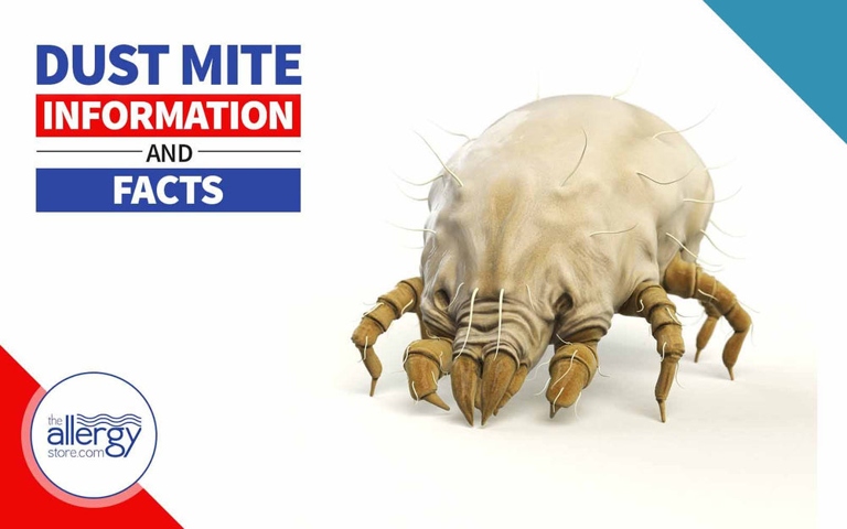 Yes, mites from upholstery can infect humans.