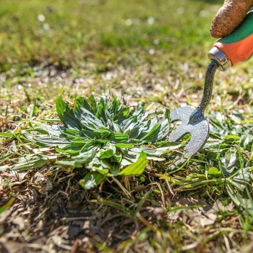 You can prevent weeds from growing by using dryer lint.