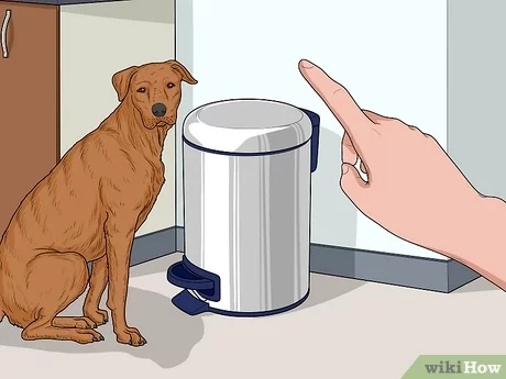 You should keep your trash containers securely covered to prevent your pet from getting into them and eating something that could make them sick.