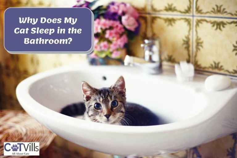 Your cat may sleep in the bathroom because they are curious about the water and want to explore it.