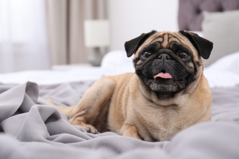 Your dog likes the taste of your pillow because it is covered in your scent.