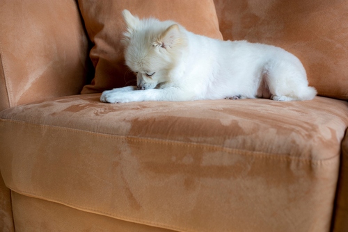 Your dog may be licking the couch because they are bored or anxious.