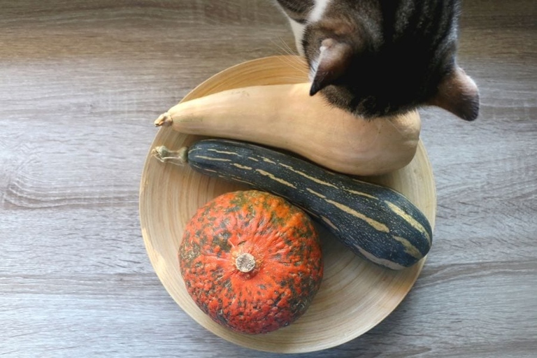 Zucchini is a healthy vegetable for cats, but there is such a thing as too much of a good thing.